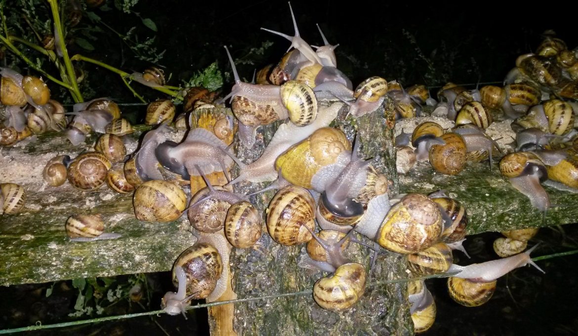 Escargots d’élevage VERSUS escargots sauvages
