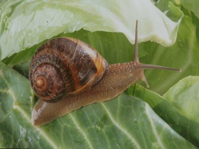 Les super pouvoirs de l’escargot