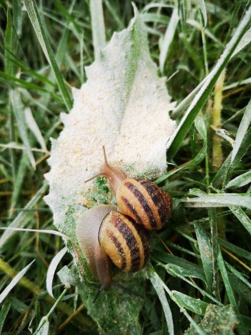 LA MAISON DE L’ESCARGOT