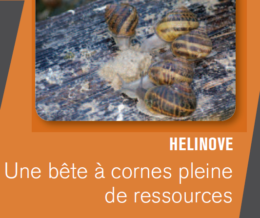 HELINOVE : LE POTE PASSIONNÉ DES ESCARGOTS !