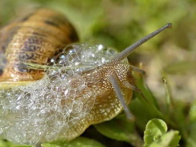 LES BIENFAITS DE LA BAVE D’ESCARGOTS