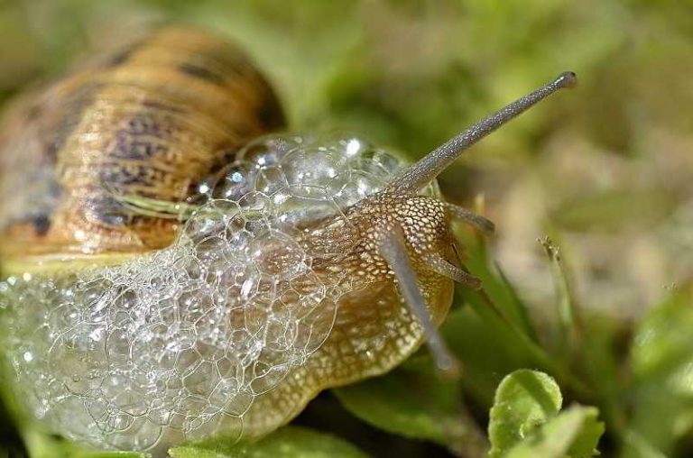 LES BIENFAITS DE LA BAVE D’ESCARGOTS