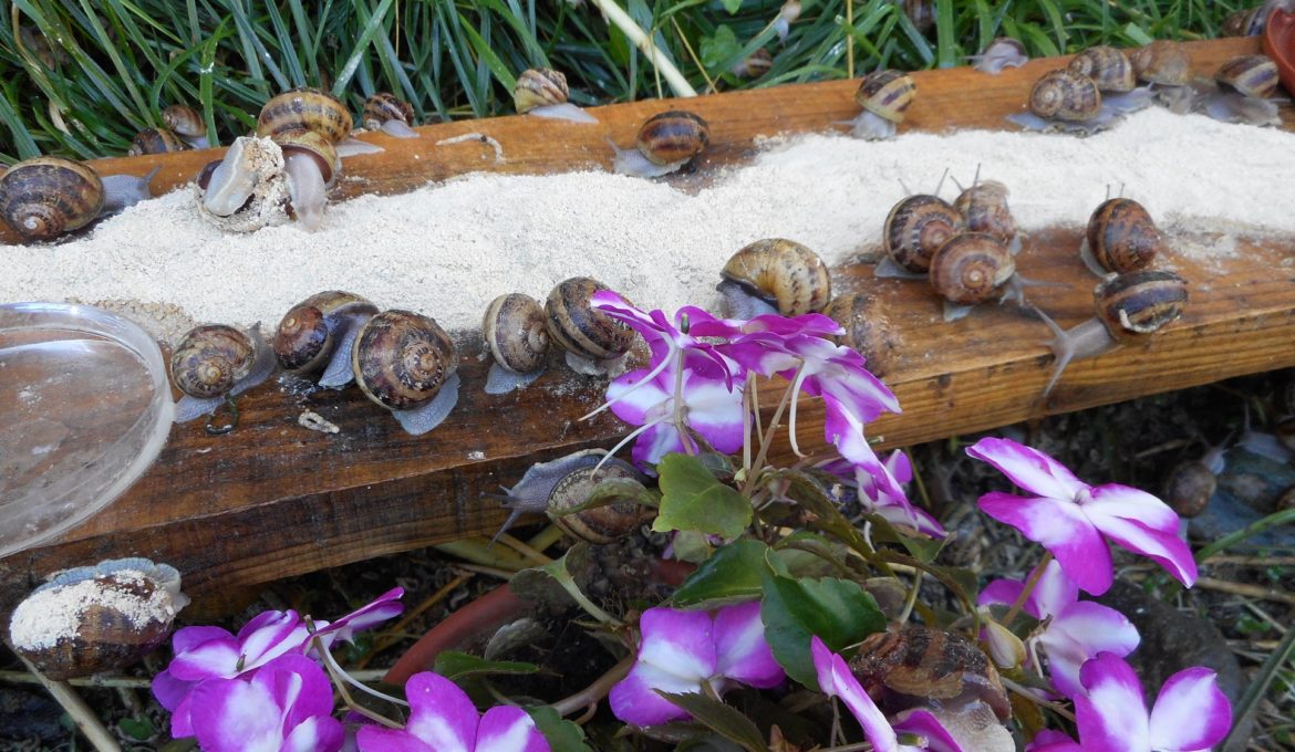 L’IMPORTANCE DES COMPLÉMENTS ALIMENTAIRES POUR LES ESCARGOTS D’ÉLEVAGE