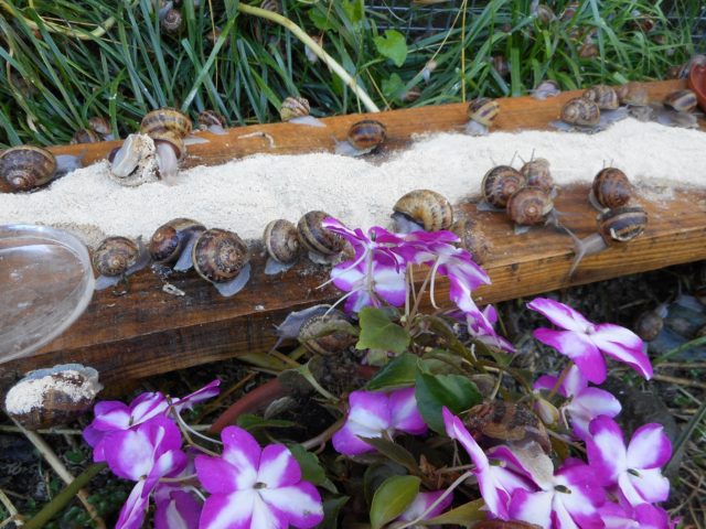 L’IMPORTANCE DES COMPLÉMENTS ALIMENTAIRES POUR LES ESCARGOTS D’ÉLEVAGE